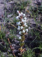 Satyrium candidum