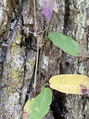 Bignonia capreolata