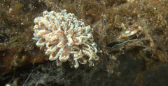 Phyllodesmium crypticum