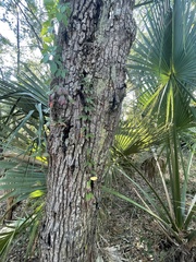 Bignonia capreolata
