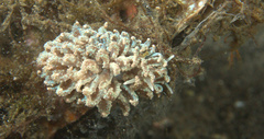 Phyllodesmium crypticum