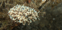 Phyllodesmium crypticum