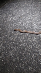 Oligodon taeniolatus