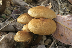 Inocybe dulcamara