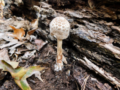Macrolepiota
