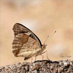 Junonia oenone oenone