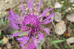 Centaurea scabiosa