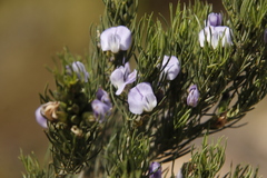 Psoralea sordida