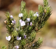 Psoralea sordida