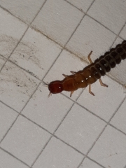 Staphylinini