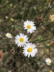 Symphyotrichum subulatum