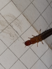 Staphylinini