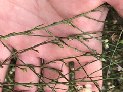 Symphyotrichum subulatum