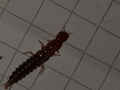 Staphylinini