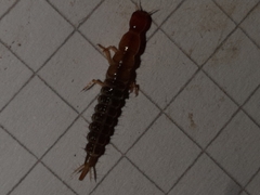 Staphylinini