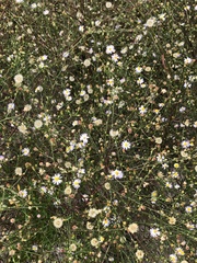 Symphyotrichum subulatum