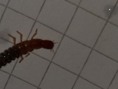 Staphylinini