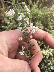 Symphyotrichum subulatum