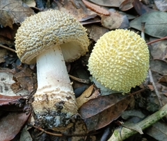 Amanita franchetii