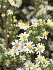 Symphyotrichum subulatum