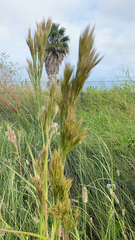 Andropogon glomeratus