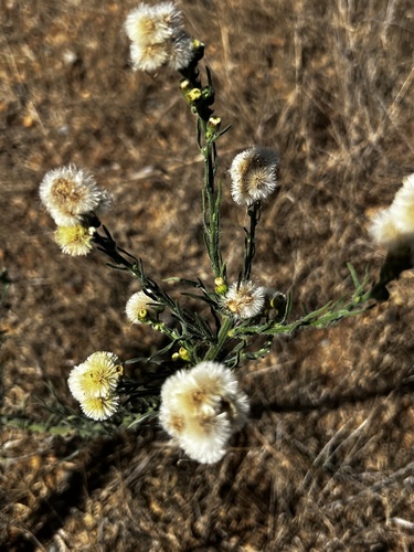 Erigeron bonariensis image