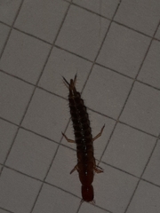 Staphylinini