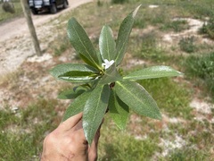 Myoporum laetum