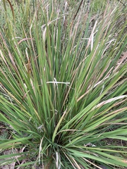 Tripsacum dactyloides