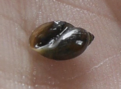 Physa