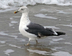 Larus fuscus graellsii