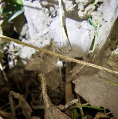 Eupithecia subfumosa
