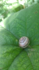 Cepaea