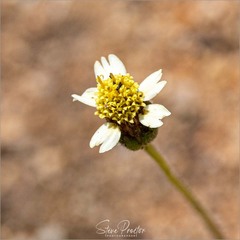 Tridax procumbens