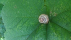 Cepaea