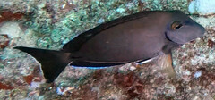 Acanthurus tractus
