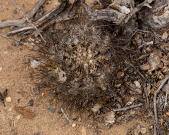 Eriosyce villosa