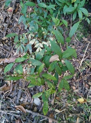Hydrangea chinensis