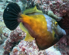 Cantherhines macrocerus