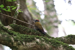 Chloropicus griseocephalus