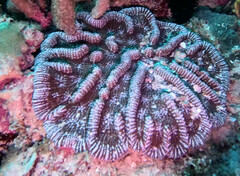 Mycetophyllia