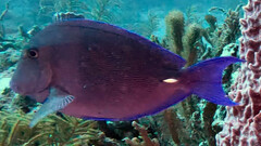 Acanthurus coeruleus