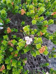 Euchaetis meridionalis