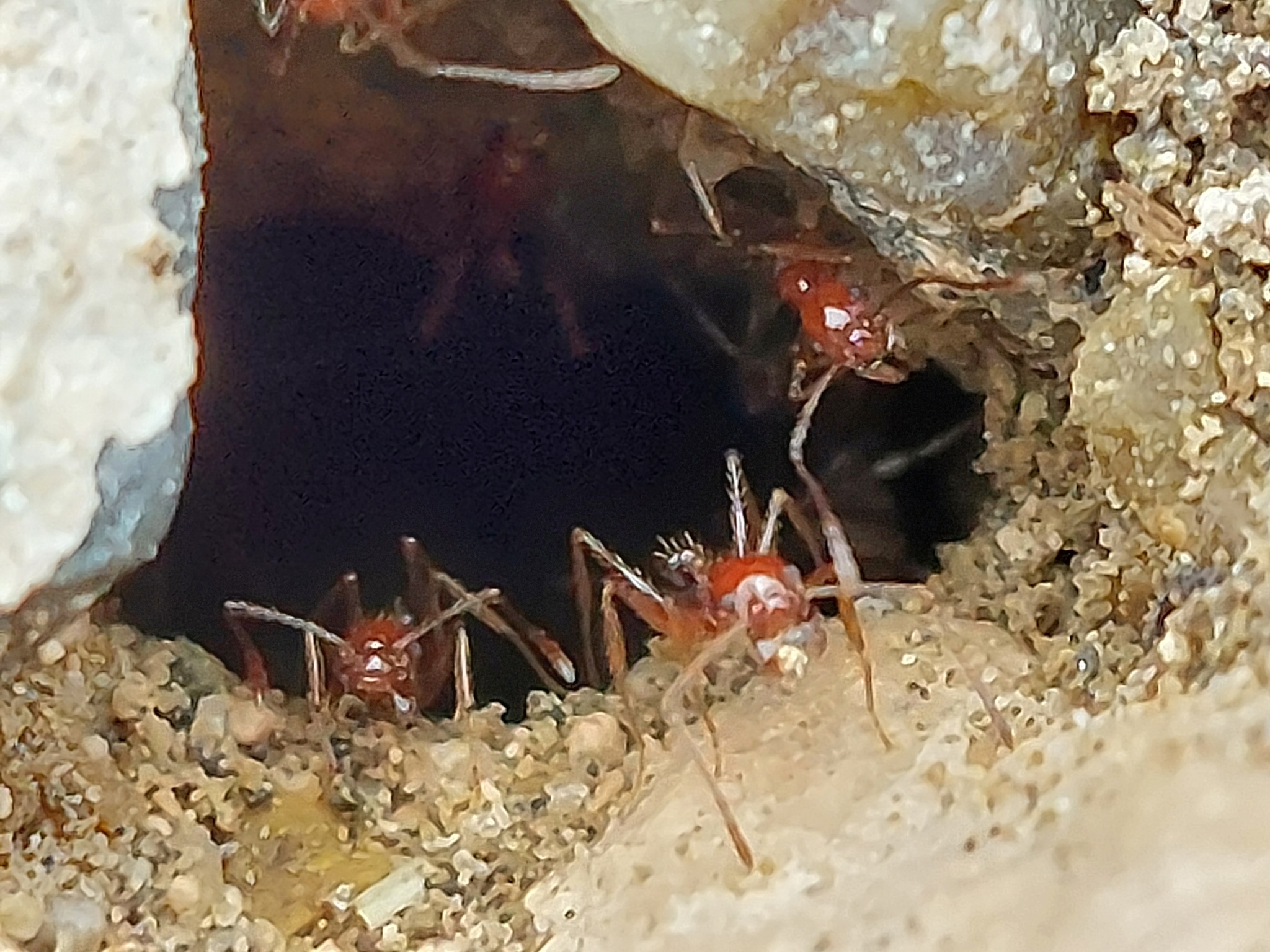 Pheidole bergi