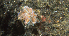 Phyllodesmium crypticum