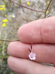 Limonium anthericoides