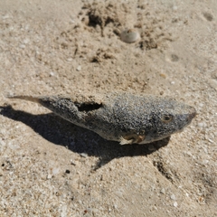 Sphoeroides testudineus