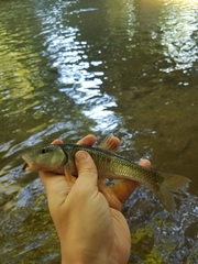 Nocomis leptocephalus