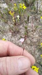 Limonium anthericoides