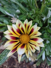 Gazania